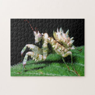 Puzzle Gros plan de la mante Hottentot