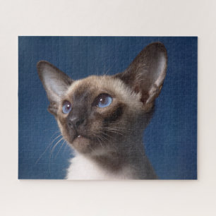 Puzzle Gros plan d'un chat siamois aux yeux bleus