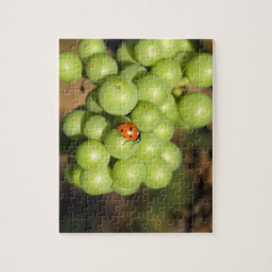 Puzzle Gros plan d'une coccinelle sur des raisins verts P