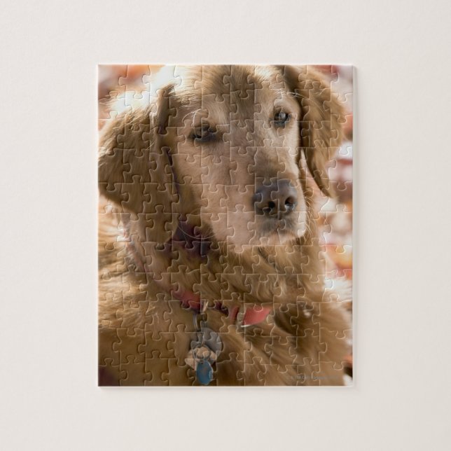 Puzzle Gros plan sur golden labrador retriever dog (Vertical)