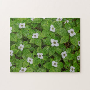 Puzzle Gros plan sur le cornouiller à fleurs blanches