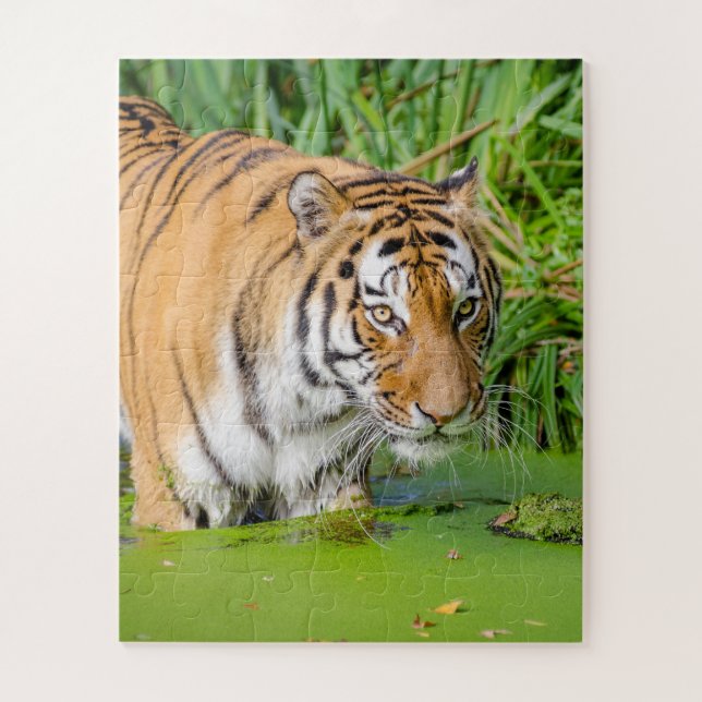 Puzzle Gros Tigre Se Baigner avec du Foliage Vert (Vertical)