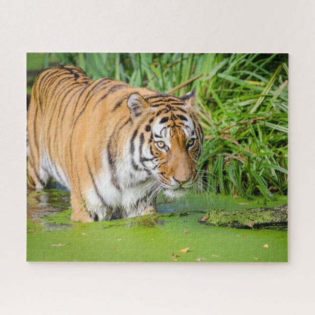 Puzzle Gros Tigre Se Baigner avec du Foliage Vert (Horizontal)