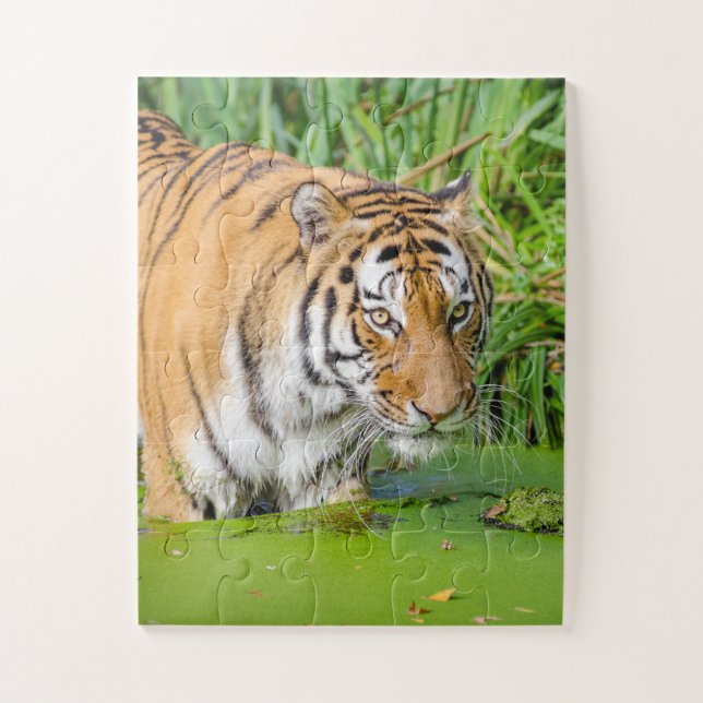 Puzzle Gros Tigre Se Baigner avec du Foliage Vert (Vertical)