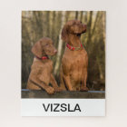 groupe de vizsla