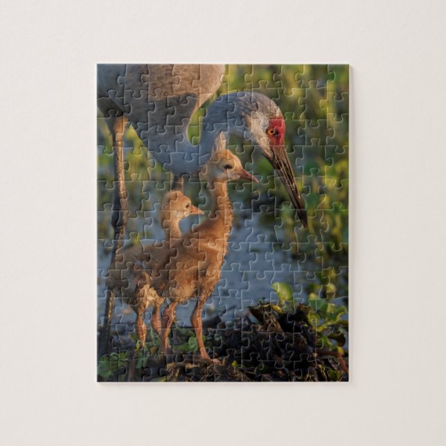 Puzzle Grue de Sandhill avec poussins, Floride (Vertical)