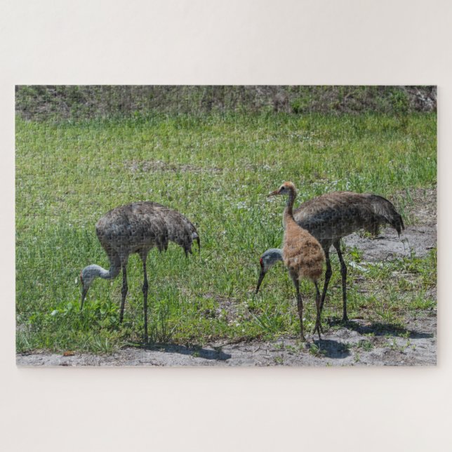 Puzzle Grues Sandhill en Floride en champ vert photo (Horizontal)