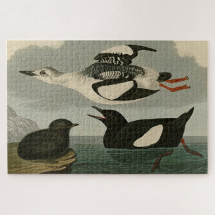 Puzzle Guillemot noir des oiseaux d'Amérique d'Audubon