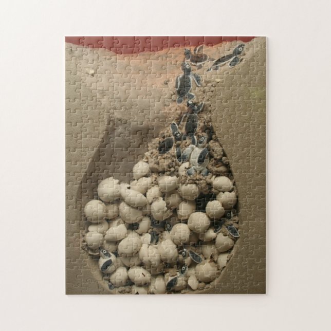 Puzzle Hachure d'oeufs de tortue de bébé (Vertical)