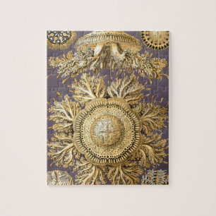 Puzzle Haeckel Discomedusae