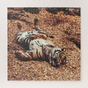 Puzzle Happy Tiger Belly Up Rolling en Feuille