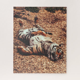 Puzzle Happy Tiger Belly Up Rolling en Feuille