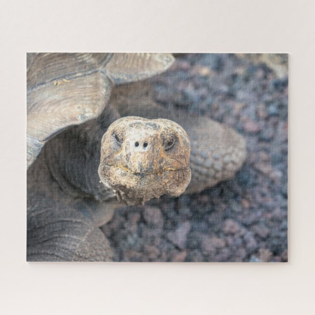 Puzzle Hello There-Giant Tortoise (Horizontal)