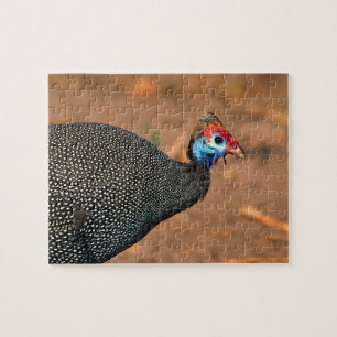 Puzzle Helmeted Guinea Fowl (Numida meleagris). Afrique,