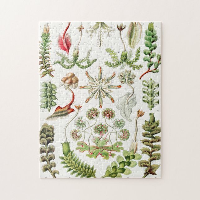 Puzzle Hepaticae Lebermoose par Ernst Haeckel (Vertical)