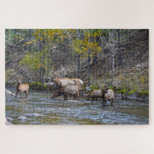 Puzzle Herd Elk dans la rivière Big Thompson