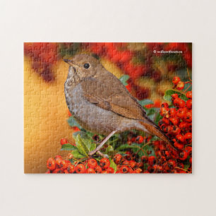 Puzzle Hermite Thrush Songbird sur l'araignée de feu
