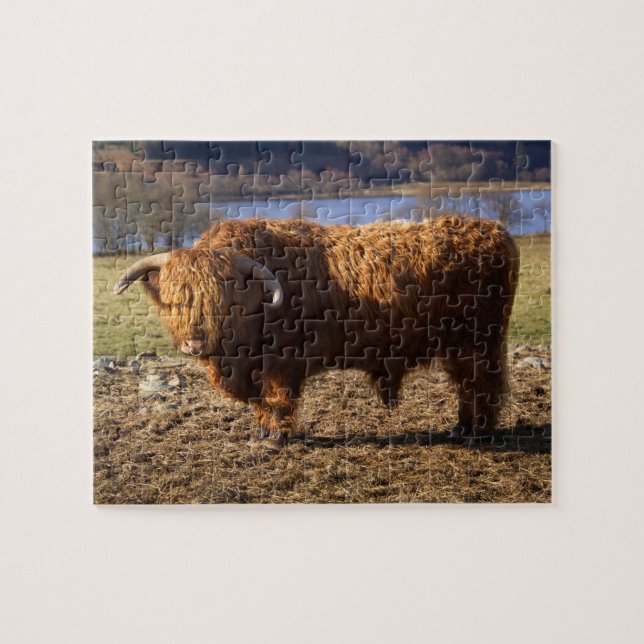 Puzzle Highland Cattle Bull, Écosse (Horizontal)