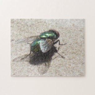 Puzzle - House Fly
