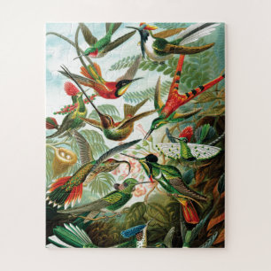 Puzzle Hummingbirds par Ernst Haeckel