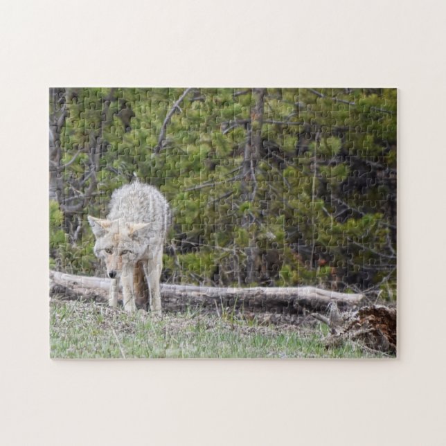 Puzzle Hungry Like a Wolf - Yellowstone - 11x14 - 252 pc (Horizontal)