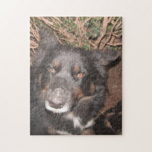 Puzzle Husky Cross Brown Eyes