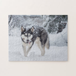 Puzzle Husky dans la neige