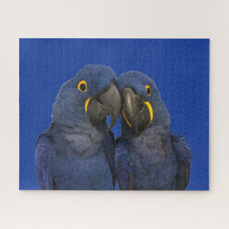 Puzzle Hyacinth Macaw