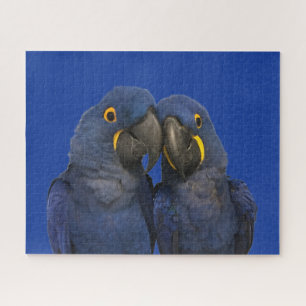 Puzzle Hyacinth Macaw Parrot Bird Rare Blue