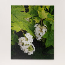 Hydrangea à feuilles de chêne