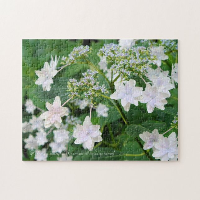 Puzzle Hydrangea 'Sumida-no-hanabi' [puzzle : 252P] (Horizontal)