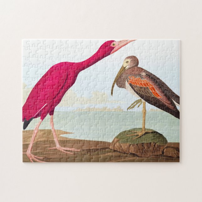 Puzzle Ibis de Scarlet par John James Audubon (Horizontal)