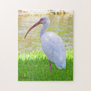 Puzzle Ibis Sur Une Jambe Photo