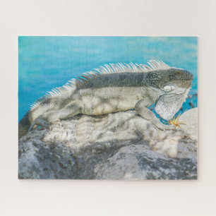 Puzzle Iguana bronzer sur Beach Rock