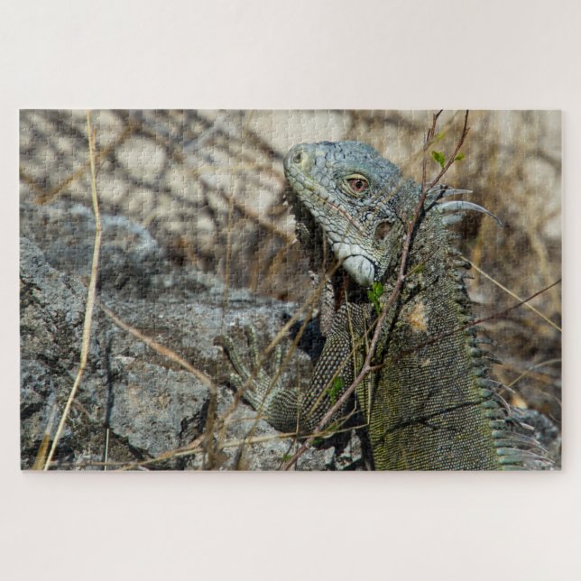 Puzzle Iguana Posing sur Rock pour la caméra (Horizontal)