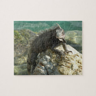 Puzzle Iguana sur les rochers à St. Thomas