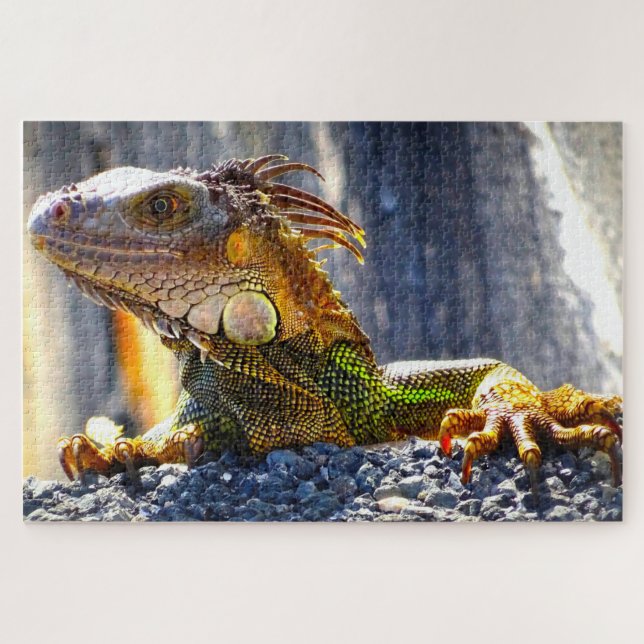 Puzzle Iguanas en Floride (Horizontal)