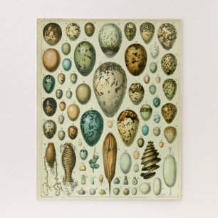 Puzzle Illustration antique d'histoire naturelle des œufs
