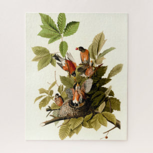 Puzzle Illustration Audubon American Robin Wildlife Bird