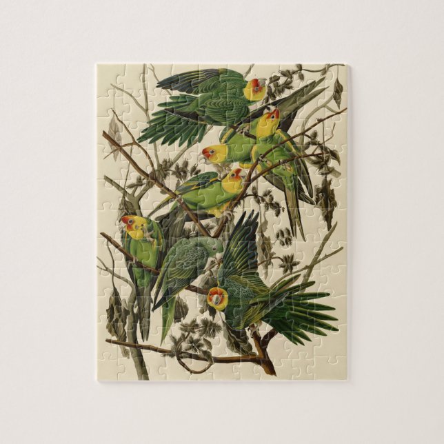 Puzzle Illustration Audubon Carolina Parrot Bird (Vertical)