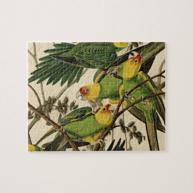 Puzzle Illustration Audubon Carolina Parrot Bird (Horizontal)