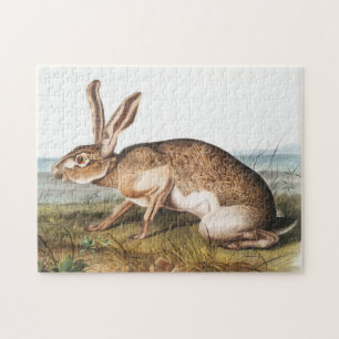 Puzzle Illustration de lapin Lièvre texan (Lepus Texianus