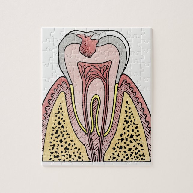 Puzzle Illustration de section transversale montrant la c (Vertical)