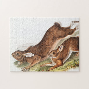 Puzzle Illustration du lièvre du Nord (Lepus Americanus)