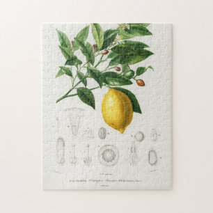 Puzzle Illustration du Limonium botanique de fruits d'agr