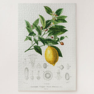 Puzzle Illustration du Limonium botanique des agrumes de 