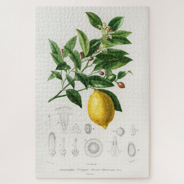 Puzzle Illustration du Limonium botanique des agrumes de  (Vertical)