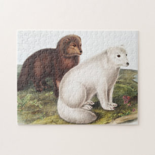 Puzzle Illustration du renard arctique (Vulpes lagopus)