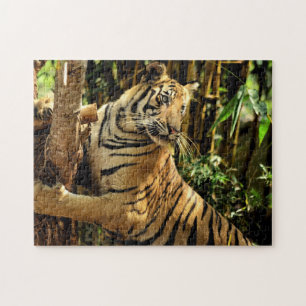Puzzle Impossible - Tigre de la Jungle