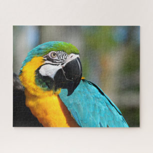 Puzzle Impression d'Ara, Papier Affiche de Valeur (Mat)